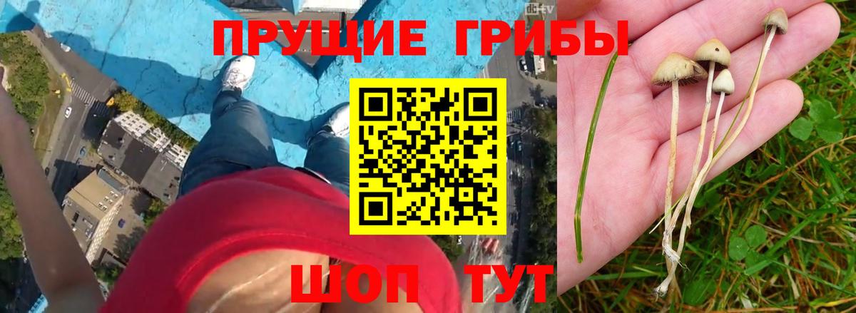 Кондопога  Галлюциногенные грибы Psilocybe  Вход с VPN 